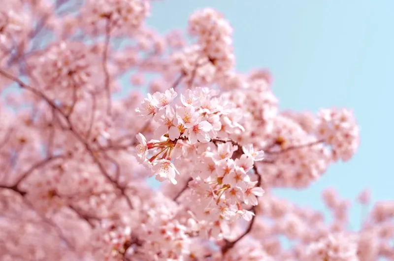 Japan's Cherry Blossom Season: A Spring Pilgrimage