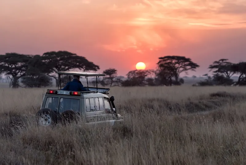 Safari in Tanzania: Up Close with Wildlife